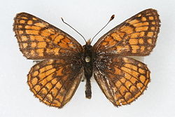  Chlosyne whitneyi