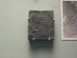  Fossile de Choia carteri
