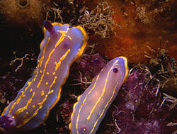 Chromodoris krohni 