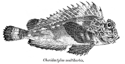  Choridactylus multibarbus