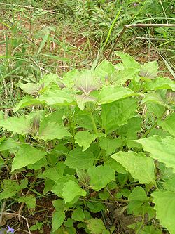  Chromolaena odorata,considérée comme une mauvaise herbedans de nombreuses régions du monde.