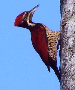 (Chrysocolaptes lucidus stricklandi)