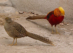  Couple de Faisans dorés(Femelle à gauche et mâle à droite)