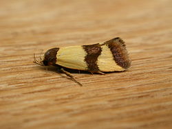 Chrysonoma fascialis