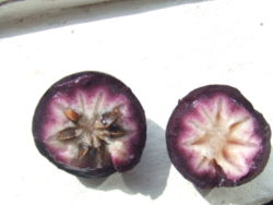  fruits de Chrysophyllum cainito