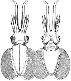  Chtenopteryx sicula