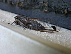  Cicadetta labeculata