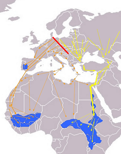 Ciconia nigra Eurasian Migration .png