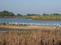 Cigognes le teich.jpg