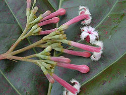  Quinquina rouge (Cinchona pubescens)