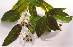 Feuillage de Cinnamomum verum,espèce fournissant la cannelle