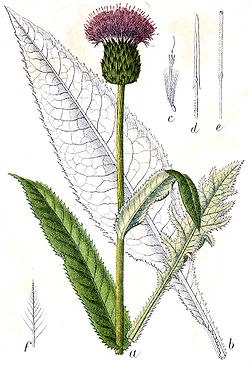  Cirsium heterophyllum