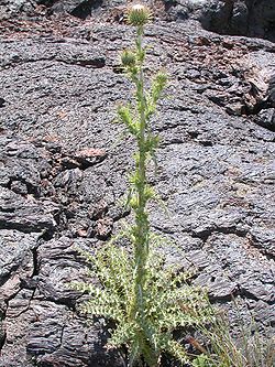  Cirsium subniveum