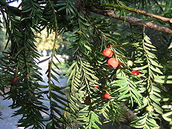  Taxus baccata