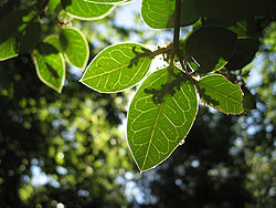  Citronella mucronata : feuilles