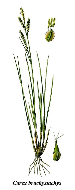  Carex brachystachys