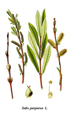  Salix purpurea
