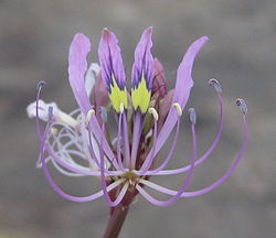  Cleome hirta