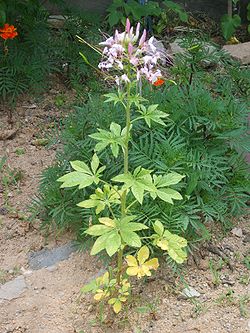 Cleome spinosa