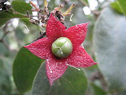  Fleur et fruit