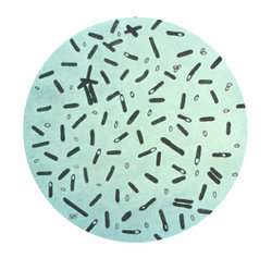  Photographie au microscope de bactéries Clostridium botulinum (corps végétatifs, endospores et spores)