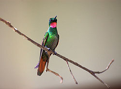 Colibri rubis-émeraude mâle