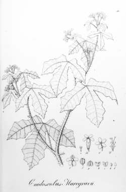  Cnidoscolus urens (syn. Cnidoscolus marcgravii)