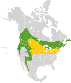 Vert: présent toute l'année, jaune: zone d'hivernage