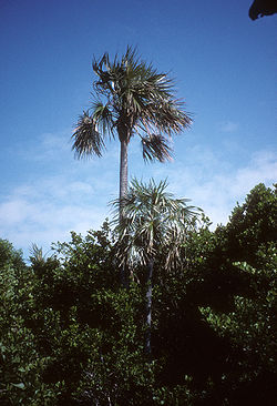  Coccothrinax argentata sur Bahia Honda Key,dans les Keys de Floride