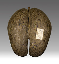 Fruit du cocotier de mer- Muséum de Toulouse