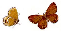 Coenonympha hero (femelle à gauche)