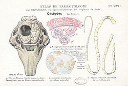 Taenia multiceps et sa larve, la cénure