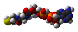 Coenzyme-A-3D-vdW.png