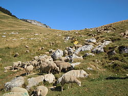 Col des Ayes.jpg