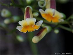  Fleurs de Colea seychellarum
