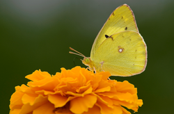  Colias erate poliographus