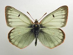  Colias tyche femelle