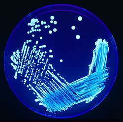  Culture de Legionella sp. sous UV