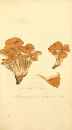 Lentin en colimaçon, Lentinus en 1797, Lentinellus aujourd'hui
