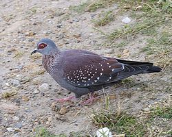  Columba guinea phaeonota