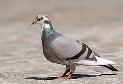  Pigeon biset panaché