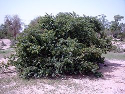  Combretum micranthum au Burkina Faso