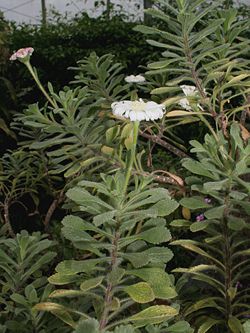 Commidendrum rugosum  Conservatoire botanique national de Brest