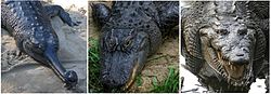  de g à d: gavial, alligator et crocodile