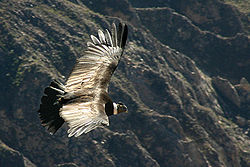  Condor des Andes (Vultur gryphus)