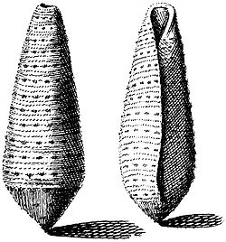 Index Testarum Conchyliorum (1742) de Niccolò Gualtieri