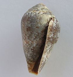  Conus ventricosus