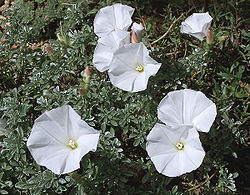 Convolvulus assyricus