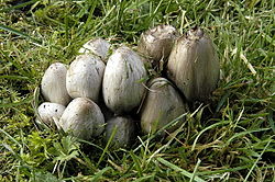  Coprinopsis atramentaria