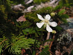  Fleur de Coptis trifolia, Québec.